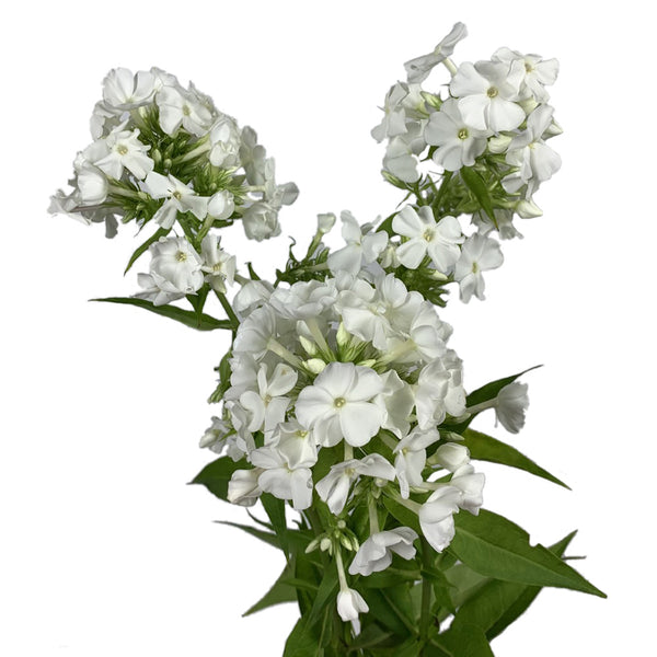 Phlox