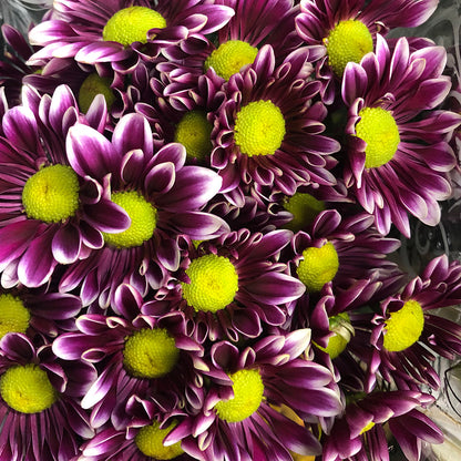 Pom Pon Daisy - Purple  White