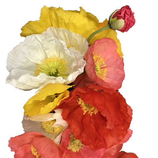 Poppies