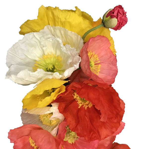 Poppies