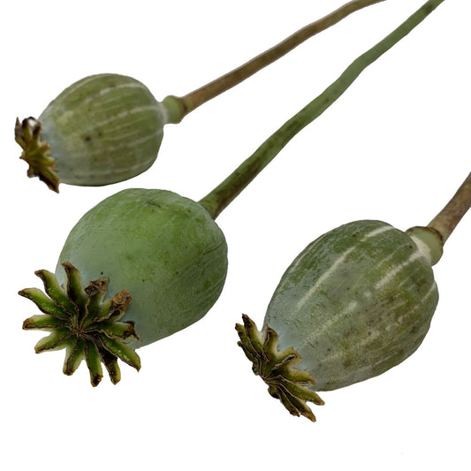 Poppy