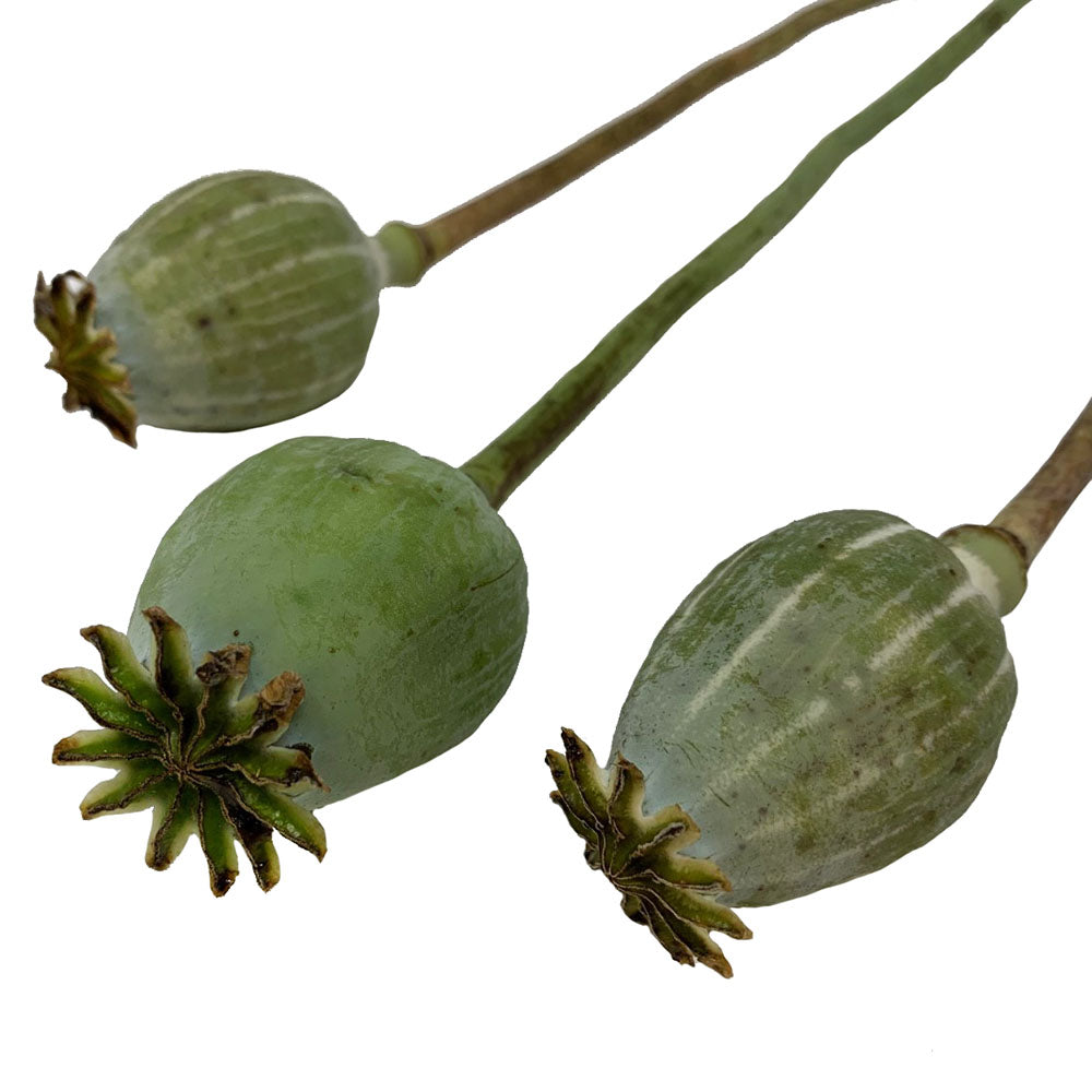 Poppy Pods