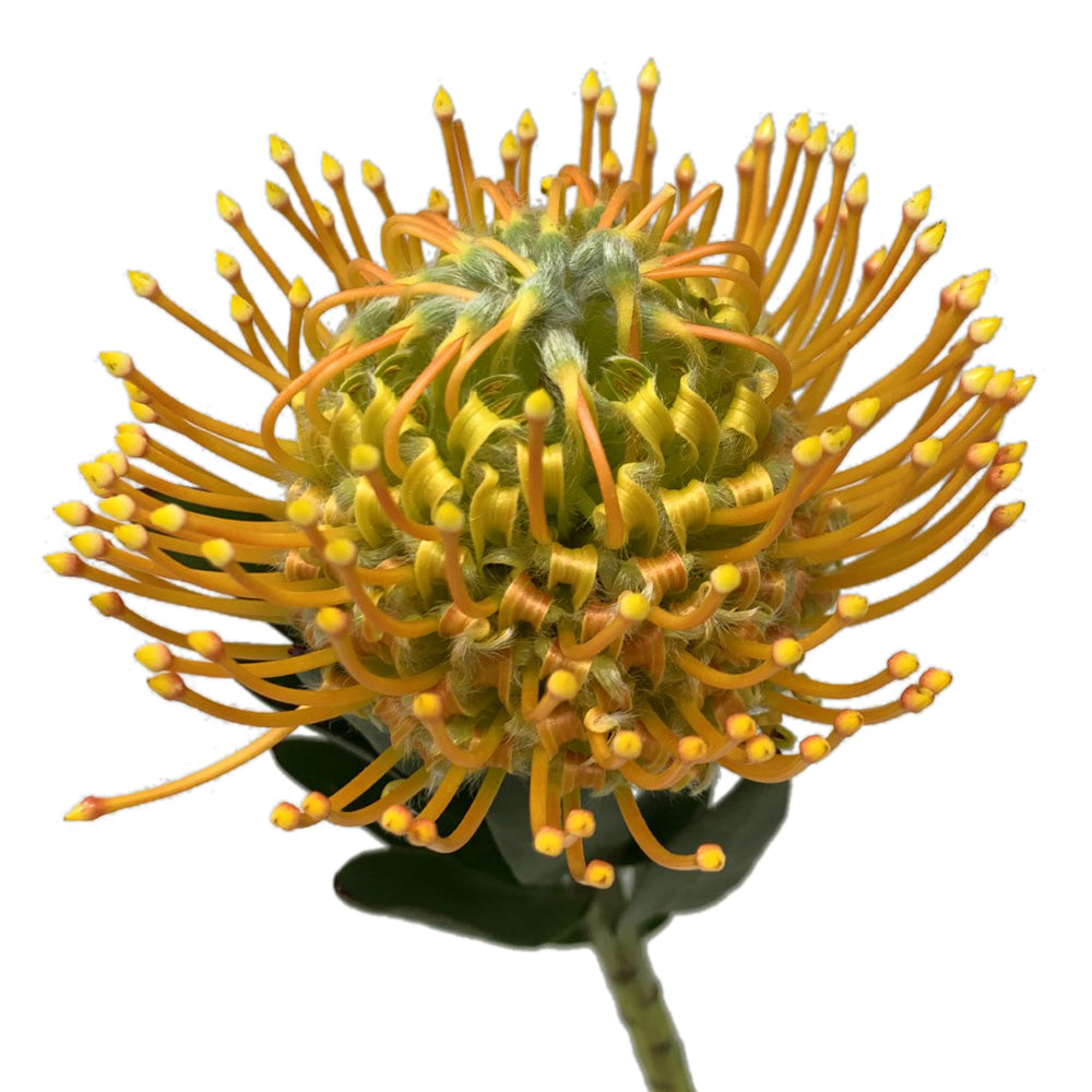 Protea - Pincushion