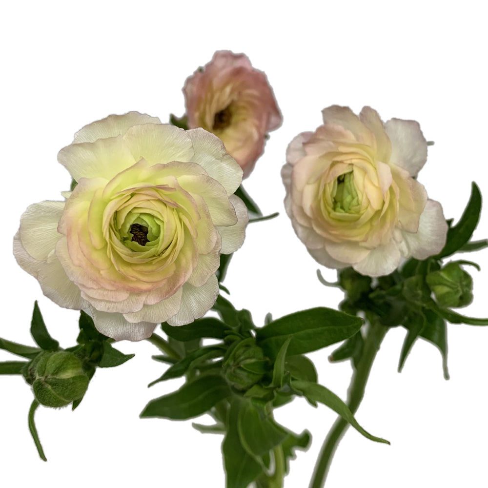Ranunculus - Butterfly
