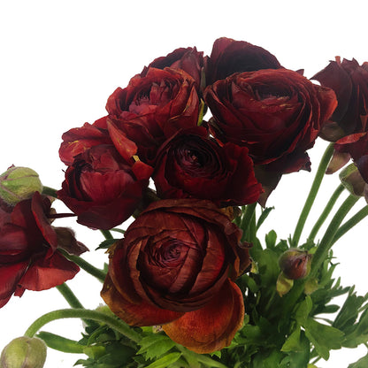 Ranunculus - Chocolate