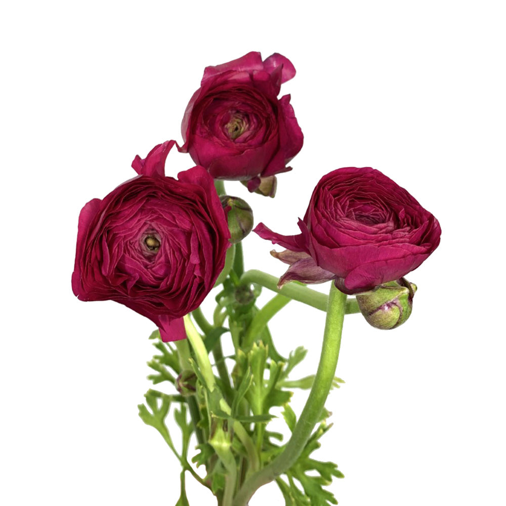 Ranunculus - Hot Pink