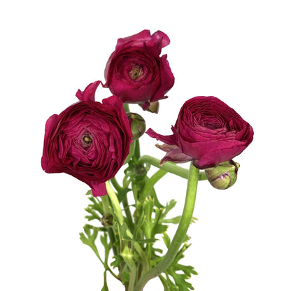 Ranunculus - Hot Pink