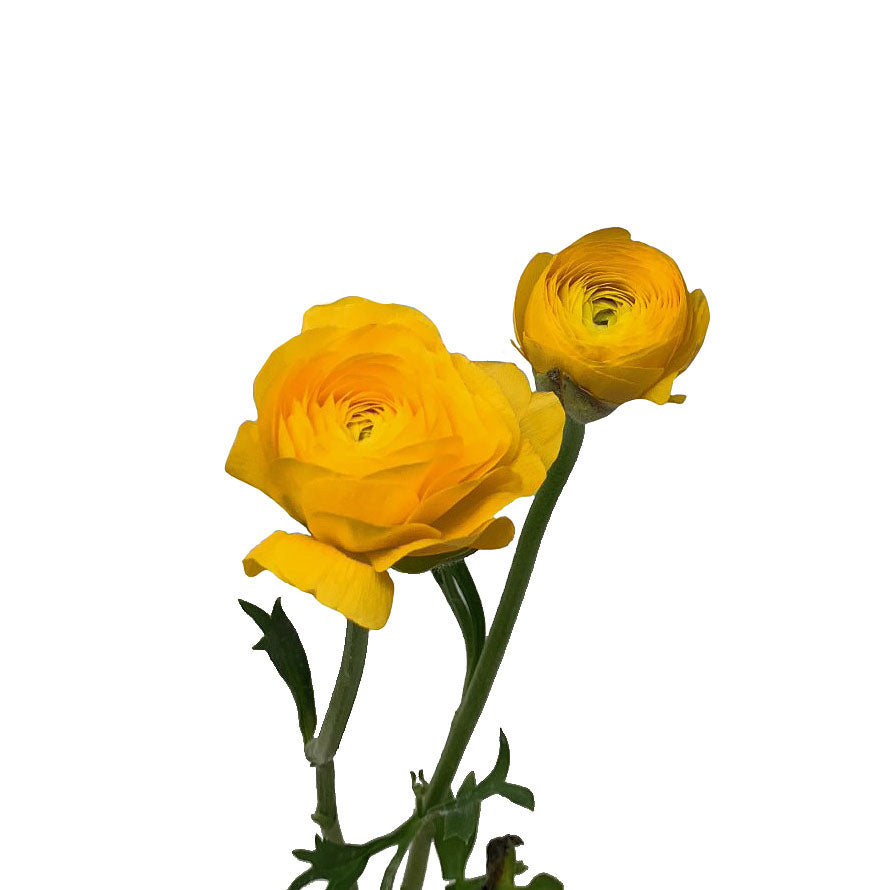 Ranunculus