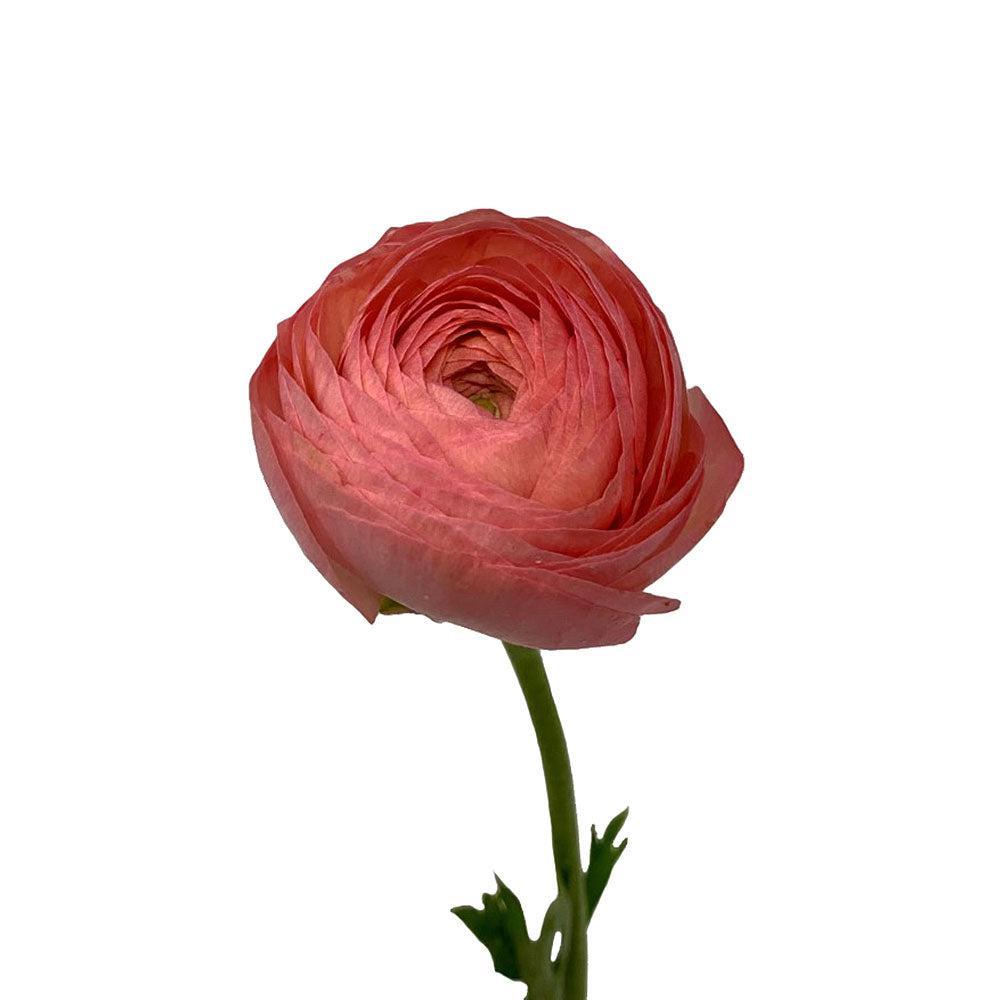 Ranunculus - Peach