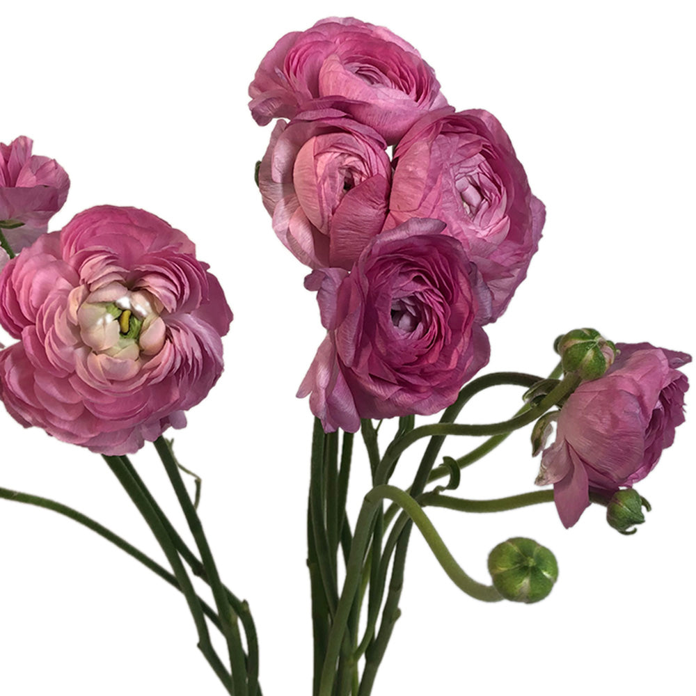 Ranunculus - Pink