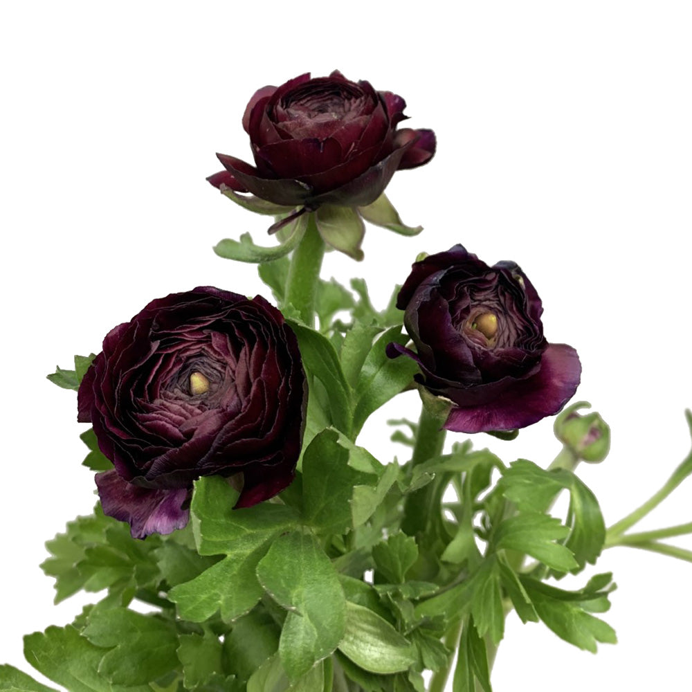 Ranunculus - Purple