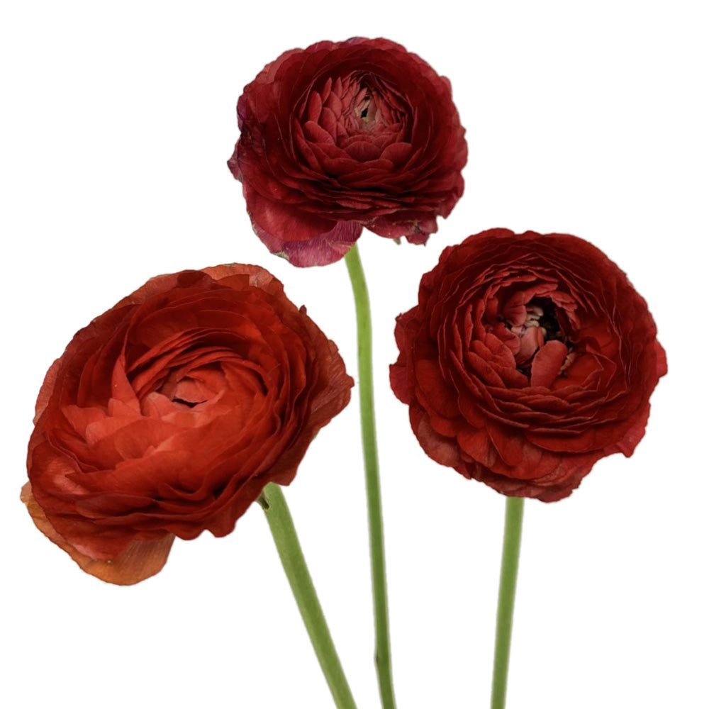 Ranunculus - Red
