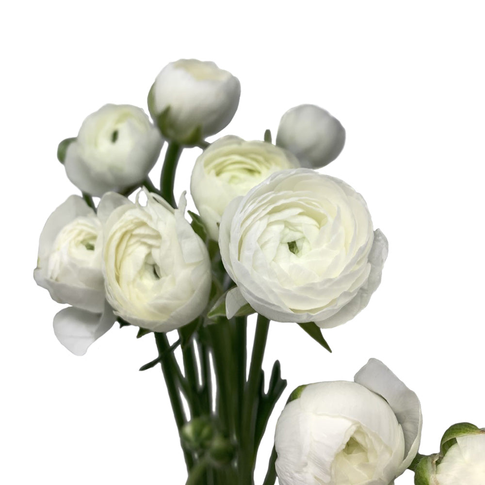Ranunculus - White