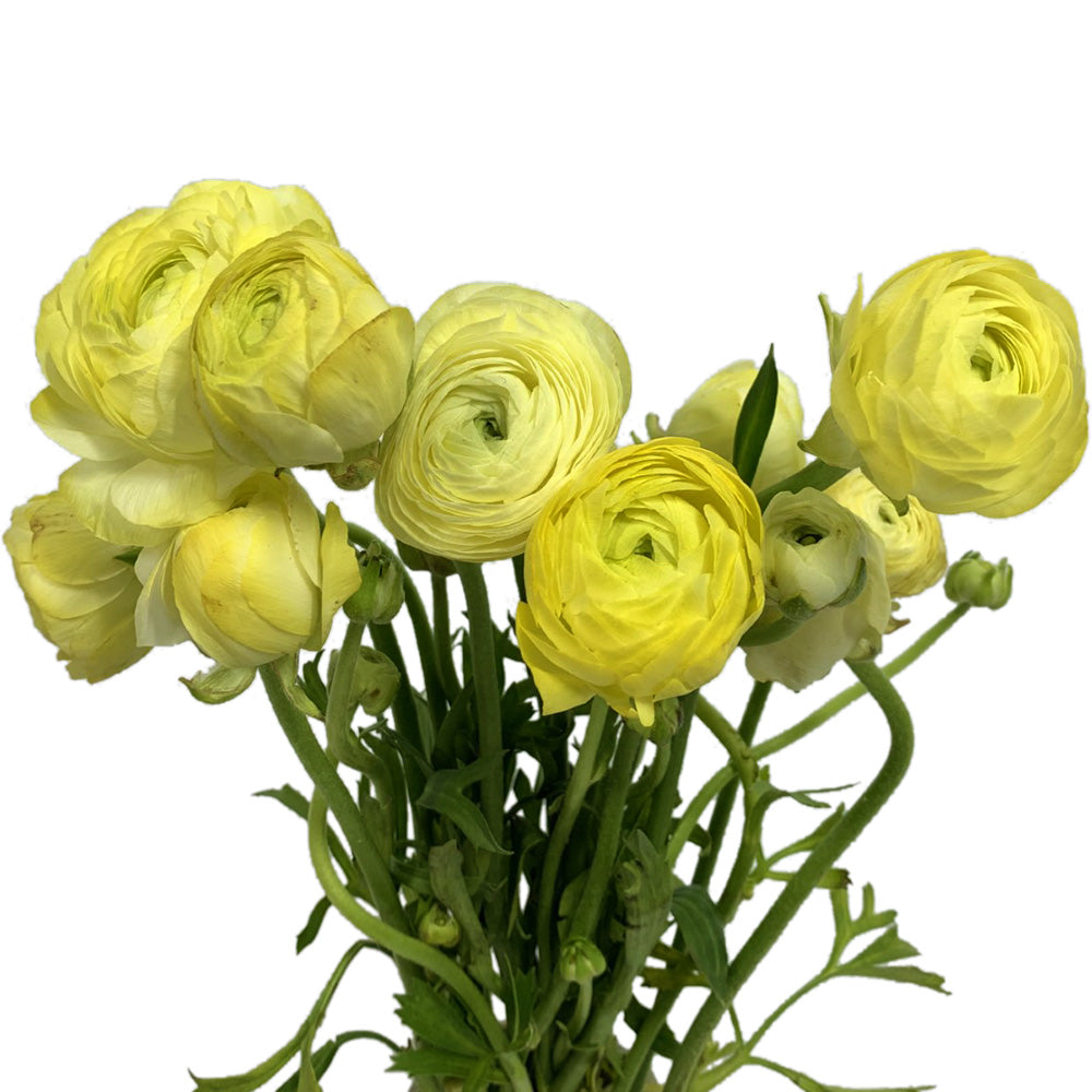 Ranunculus