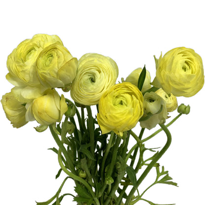 Ranunculus