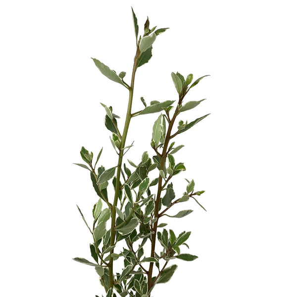Rhamnus