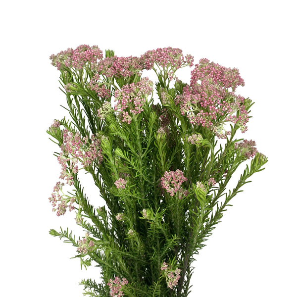 Riceflower