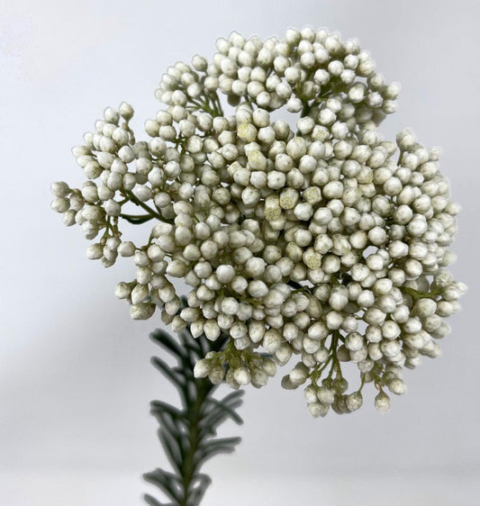 Riceflower