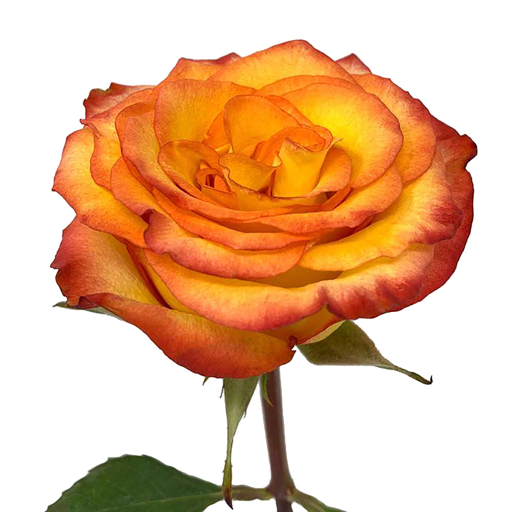 Roses 40Cm High & Magic Fhc