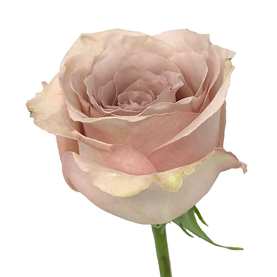 Roses 40Cm Quicksand