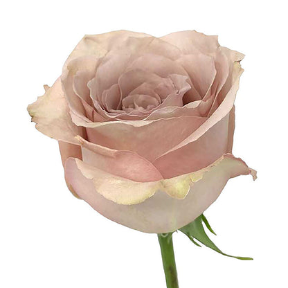 Roses 40Cm Quicksand