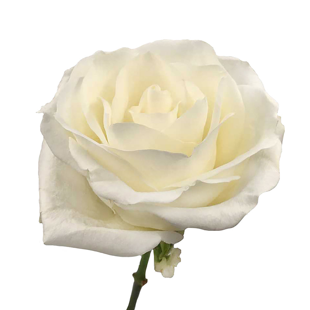 Roses 40Cm Tibet