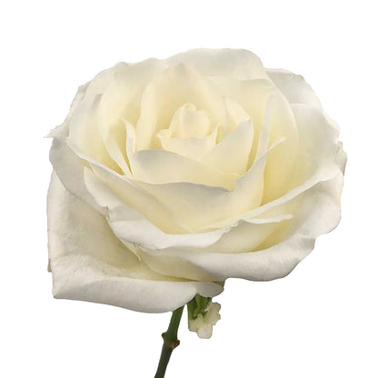 Roses 40Cm Tibet