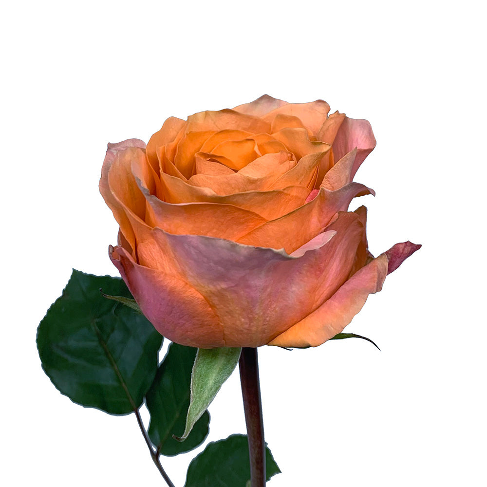 Roses 50Cm Coral Reef