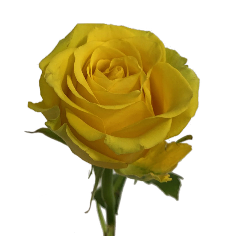 Roses 50Cm High & Exotic