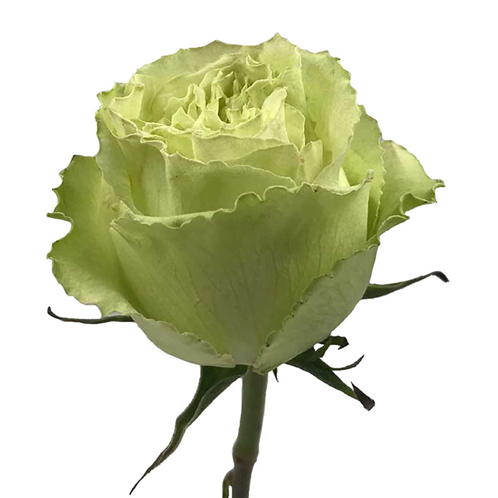 Roses 50Cm Lemonade Fhc