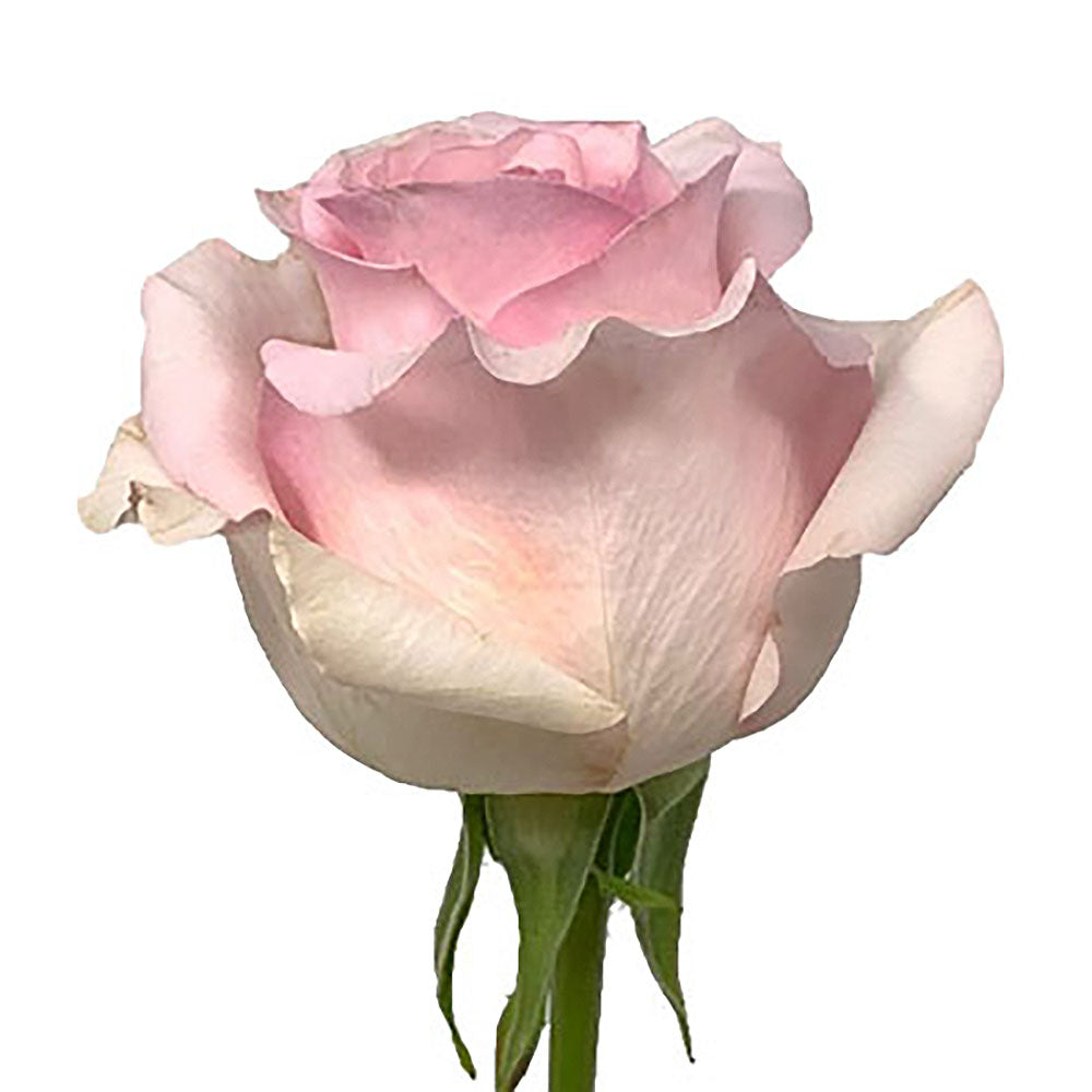 Roses 50Cm Nena (Pink)