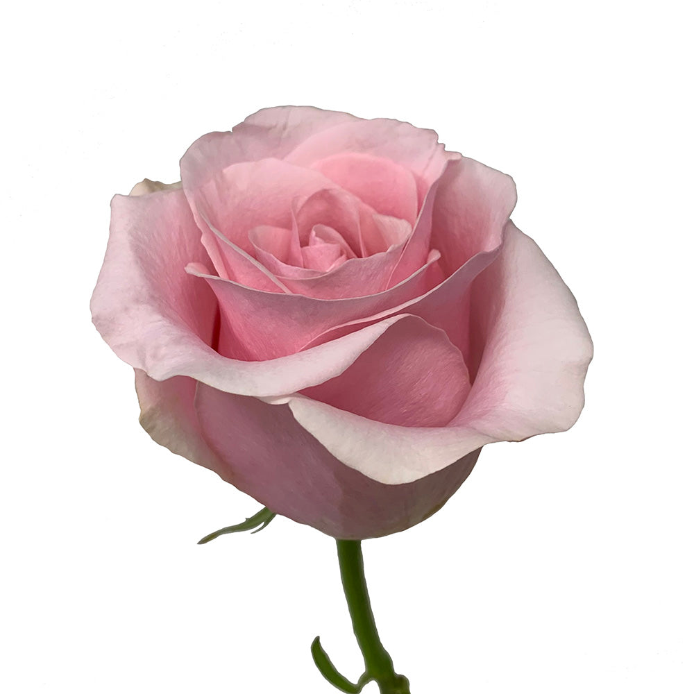 Roses 50Cm Titanic