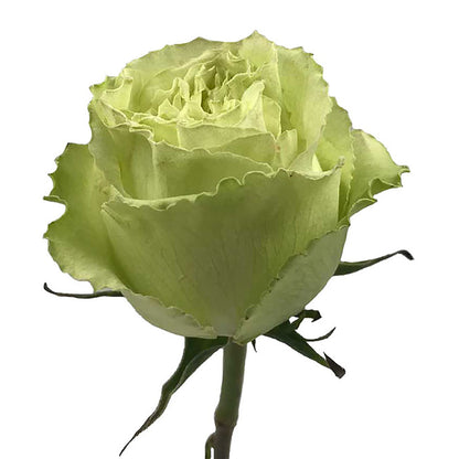 Roses 60Cm Lemonade Fhc