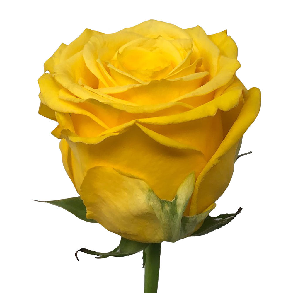 Roses 60Cm Super Sun