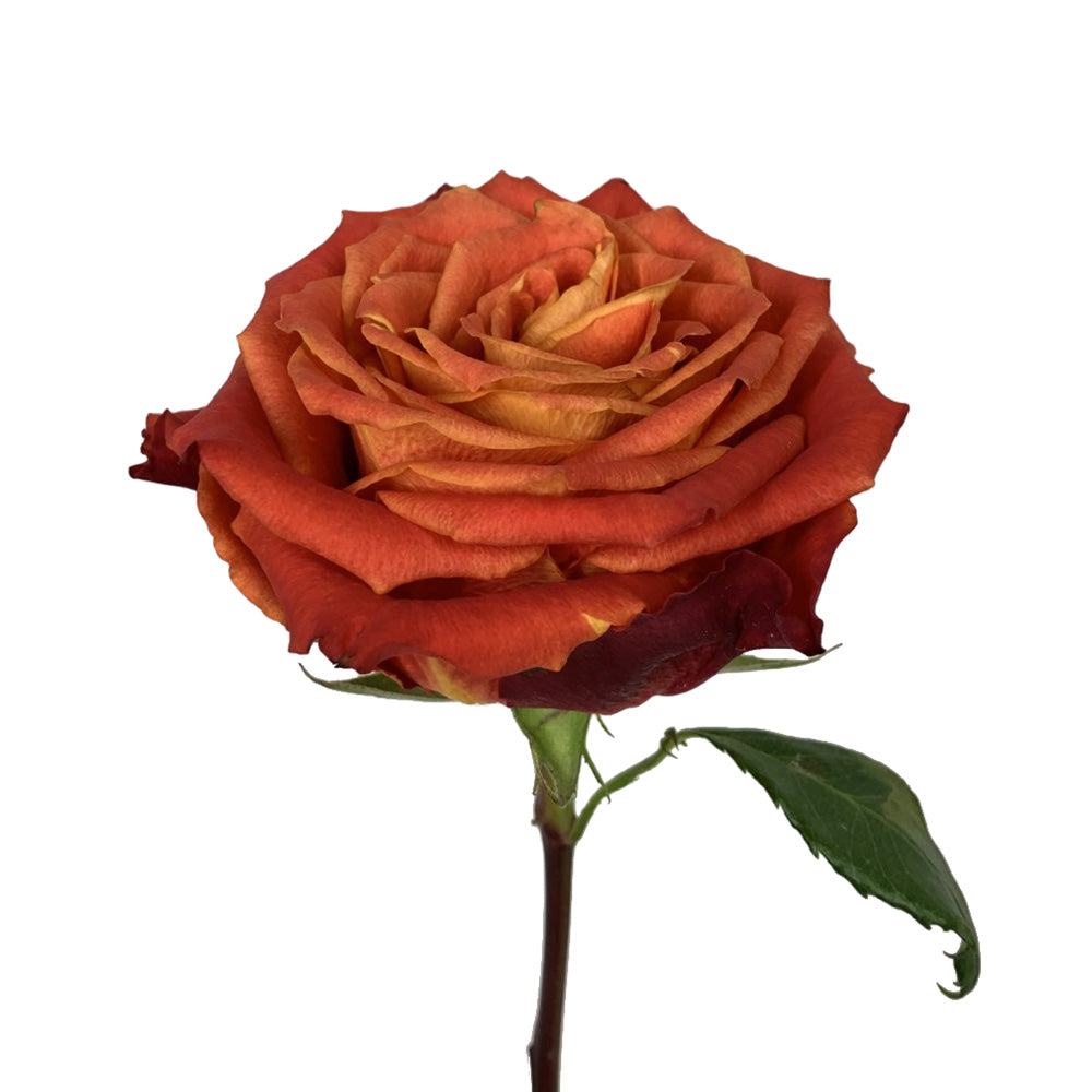 Roses 70Cm Atomic Fhc