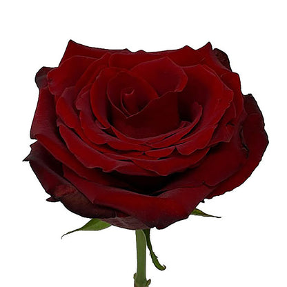 Roses 70Cm Explorer