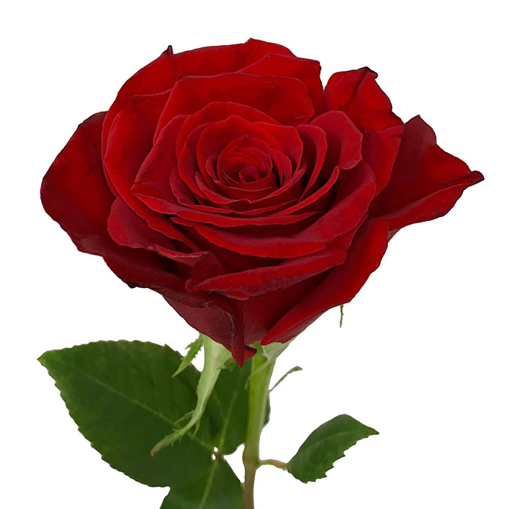 Roses 80Cm Freedom