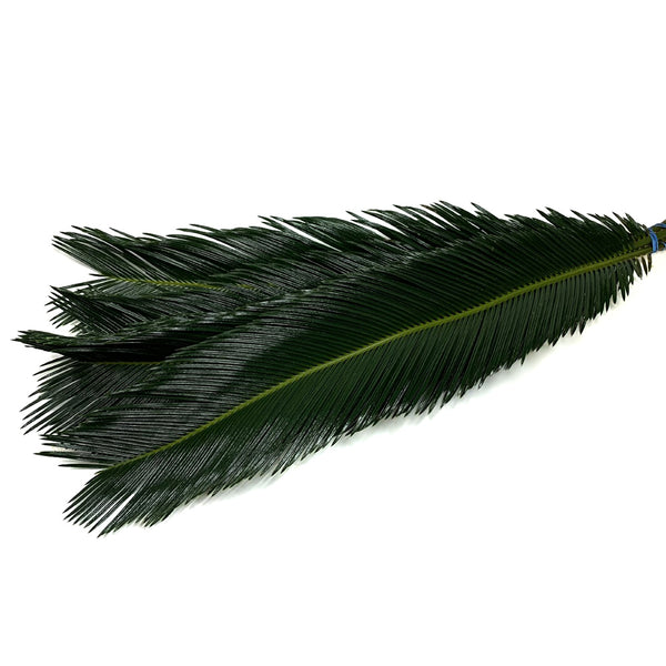 Sago Palm