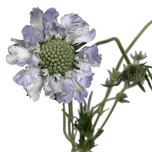 Scabiosa