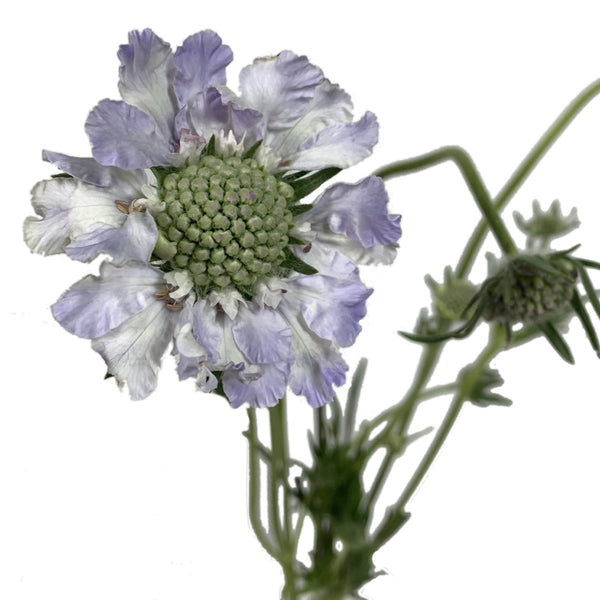 Scabiosa