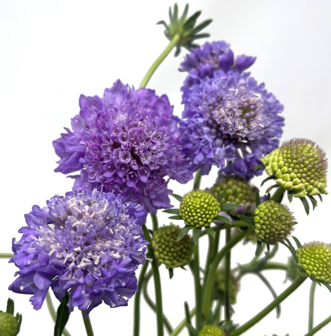 Scabiosa
