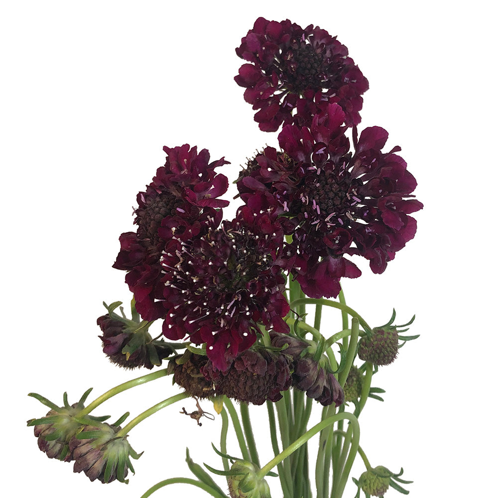 Scabiosa