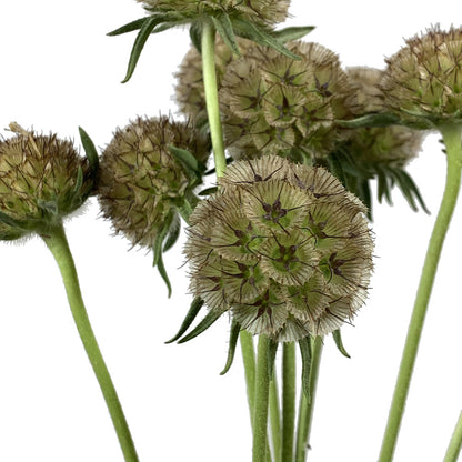 Scabiosa Pods- Ping Pong