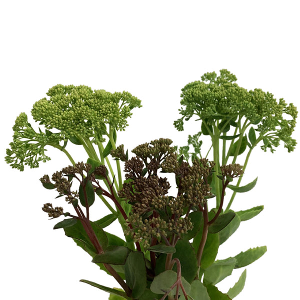 Sedum