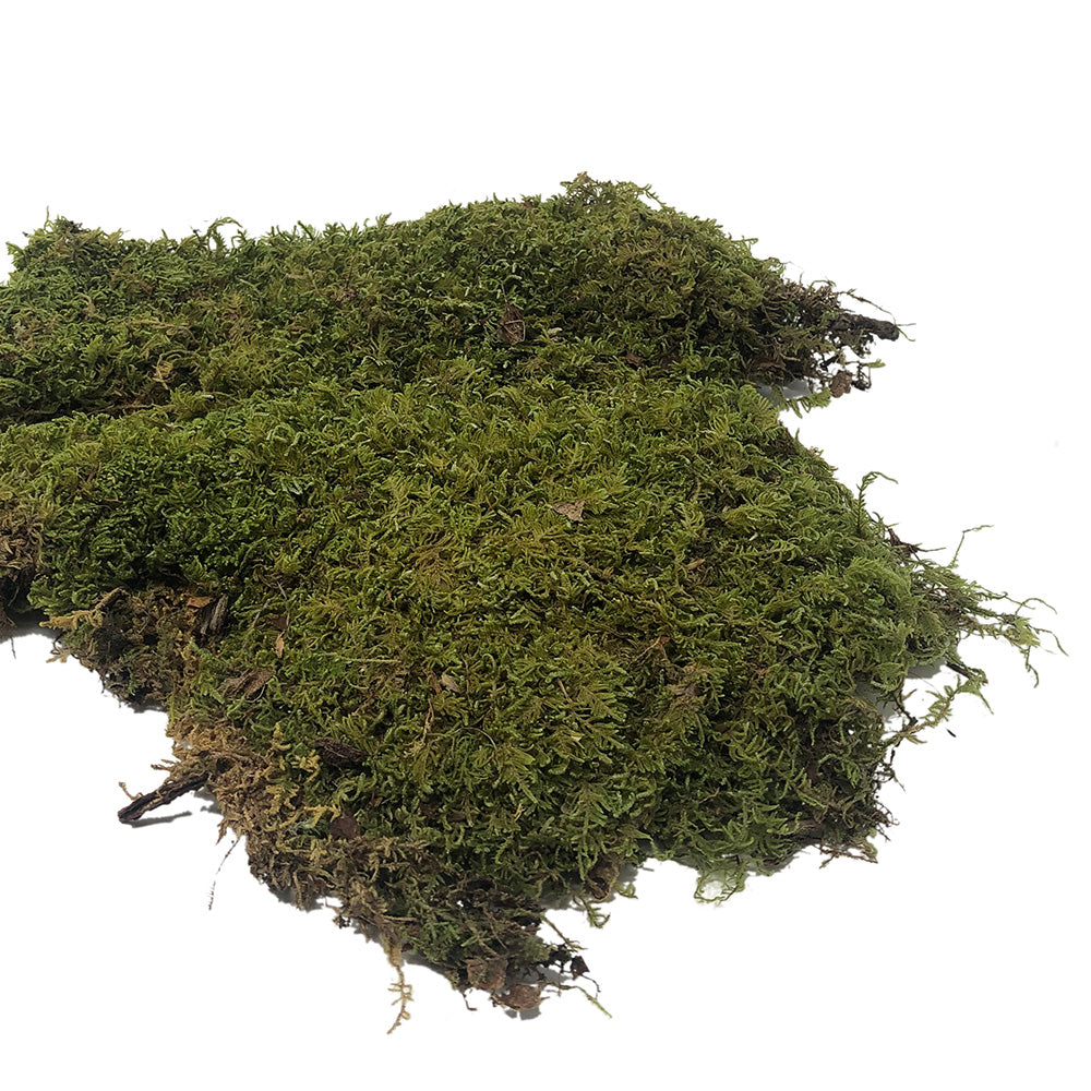 Sheet Moss