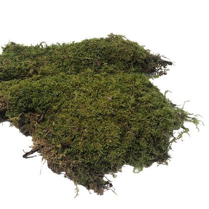 Sheet Moss