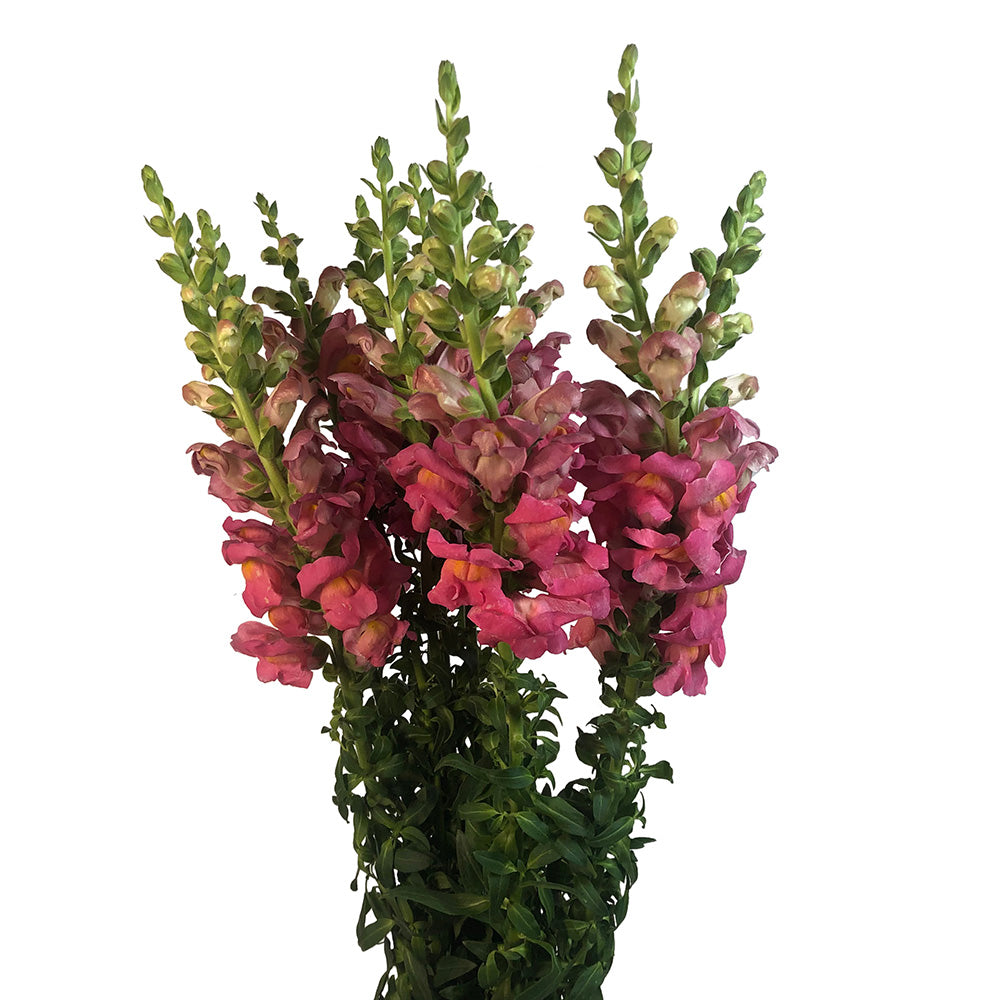 Snapdragon - Dark Pink