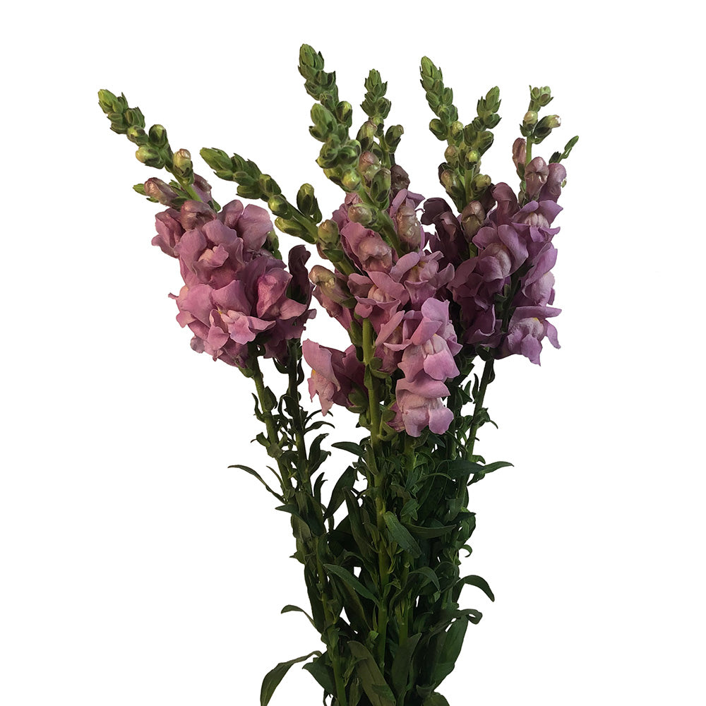 Snapdragon - Lavender
