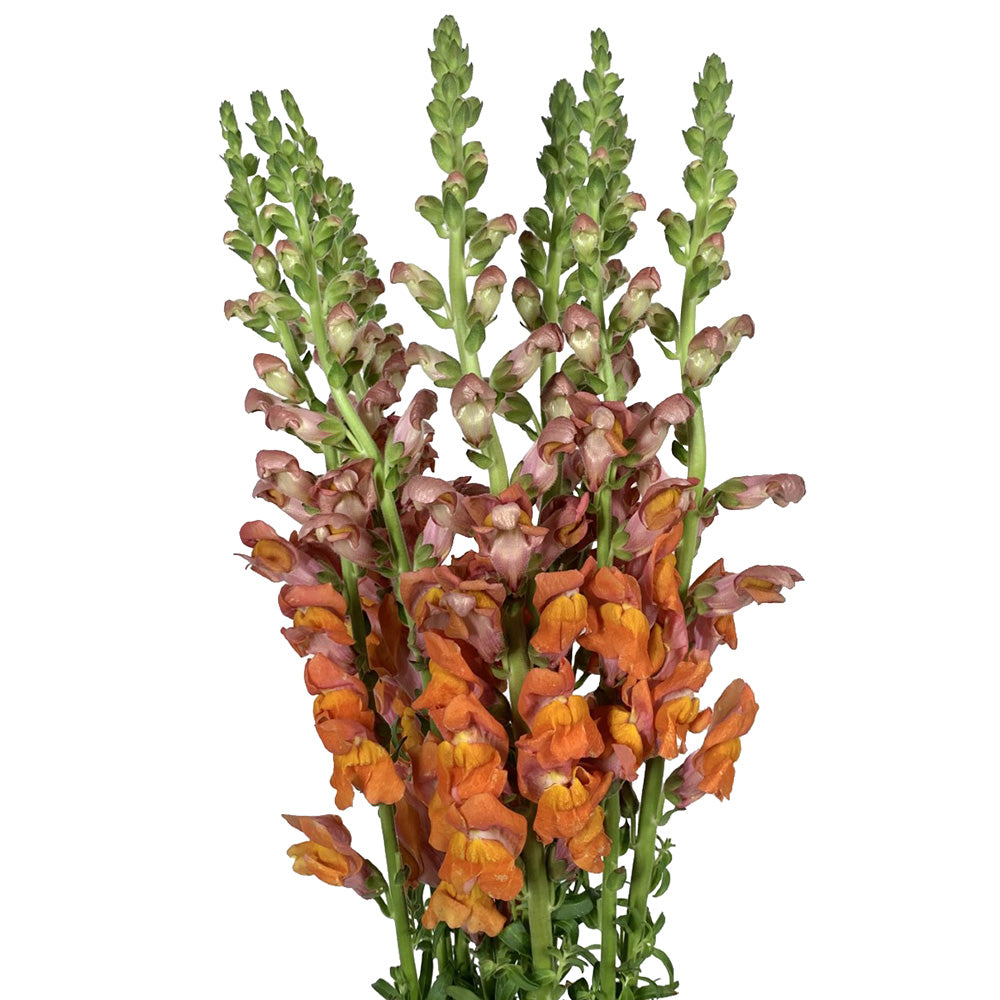 Snapdragon - Orange