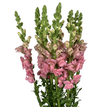 Snapdragon - Pink